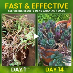 AEXZR® 2 in 1 Vita-Enzyme