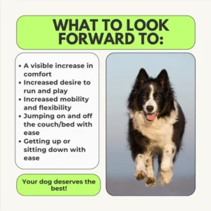 daily comfort chewables