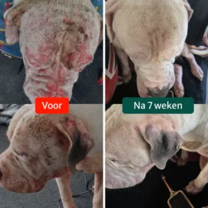 soothing chronic itch with anti-itch forte formula