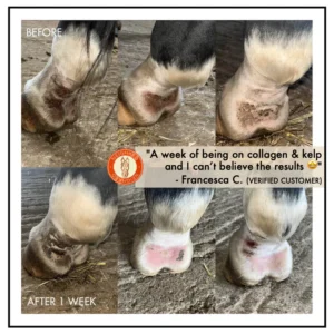 Collagen and Kelp Equine Body Fondant for horse coat shine