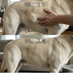 NordVetra before and after results on dog skin and coat health